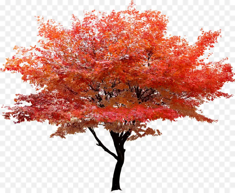 árbol De Otoño，Hojas PNG