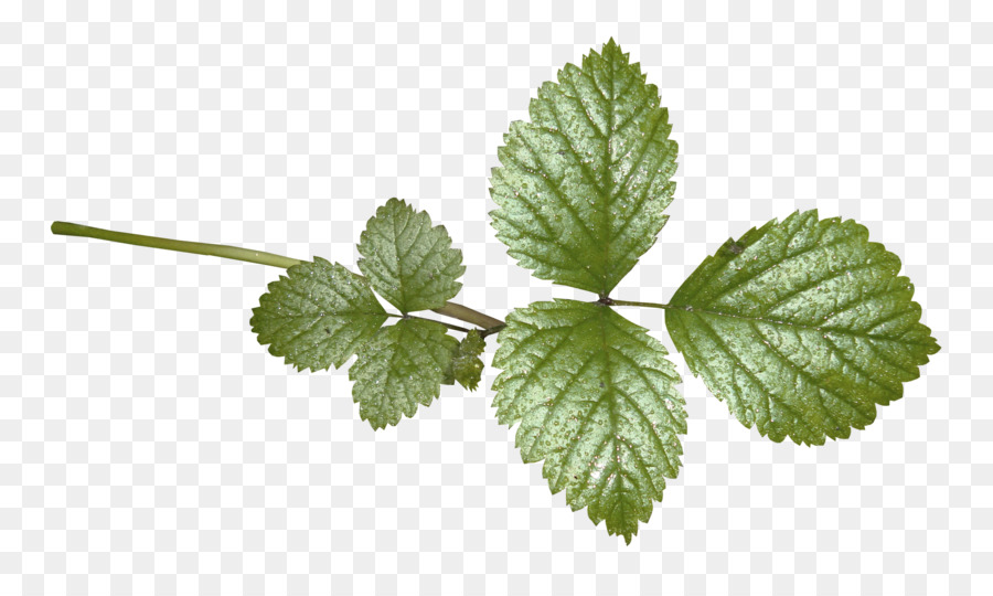 Hojas De Menta，Hierba PNG