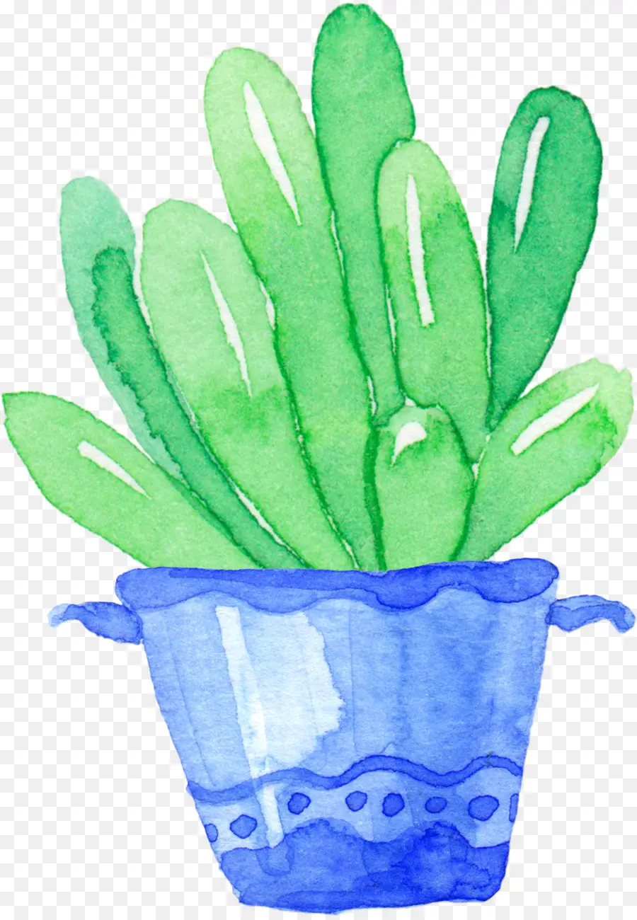 Cactaceae，Planta Suculenta PNG