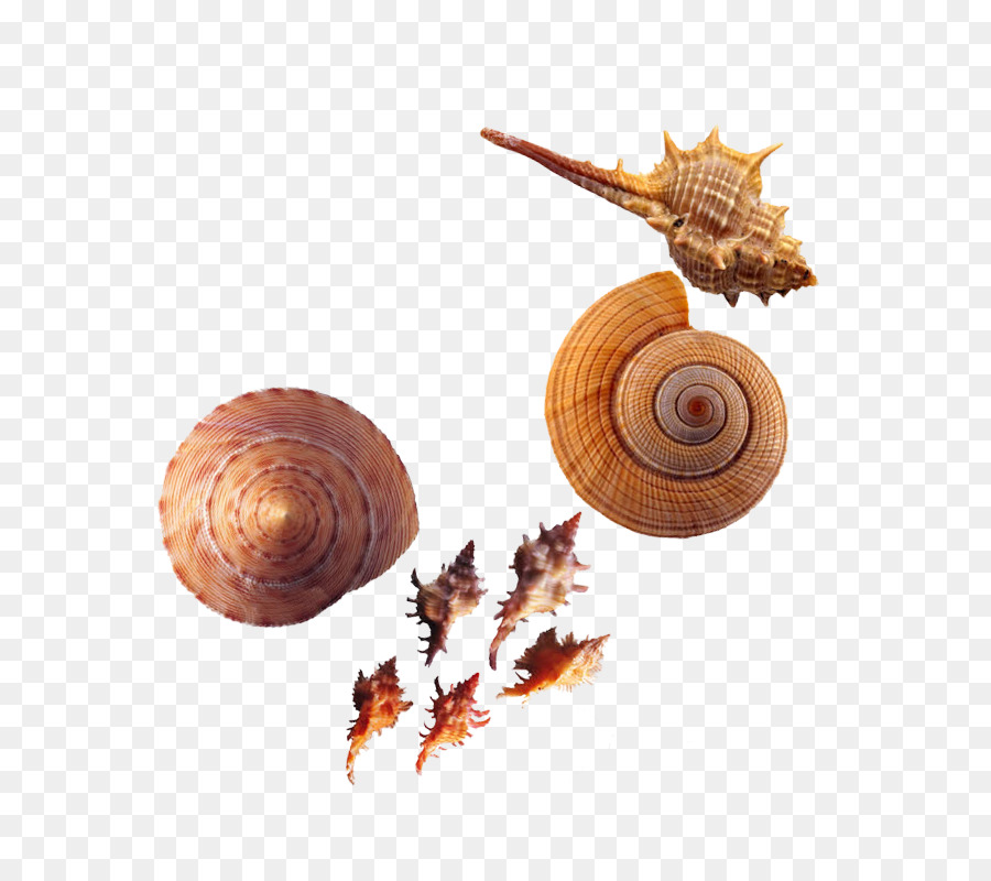 Caracol，Conchology PNG