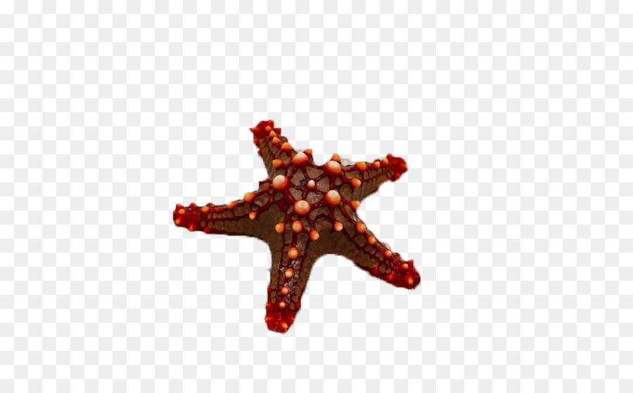 Mar Rojo，Estrella De Mar PNG