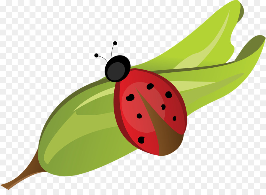 Escarabajo，Mariquita PNG