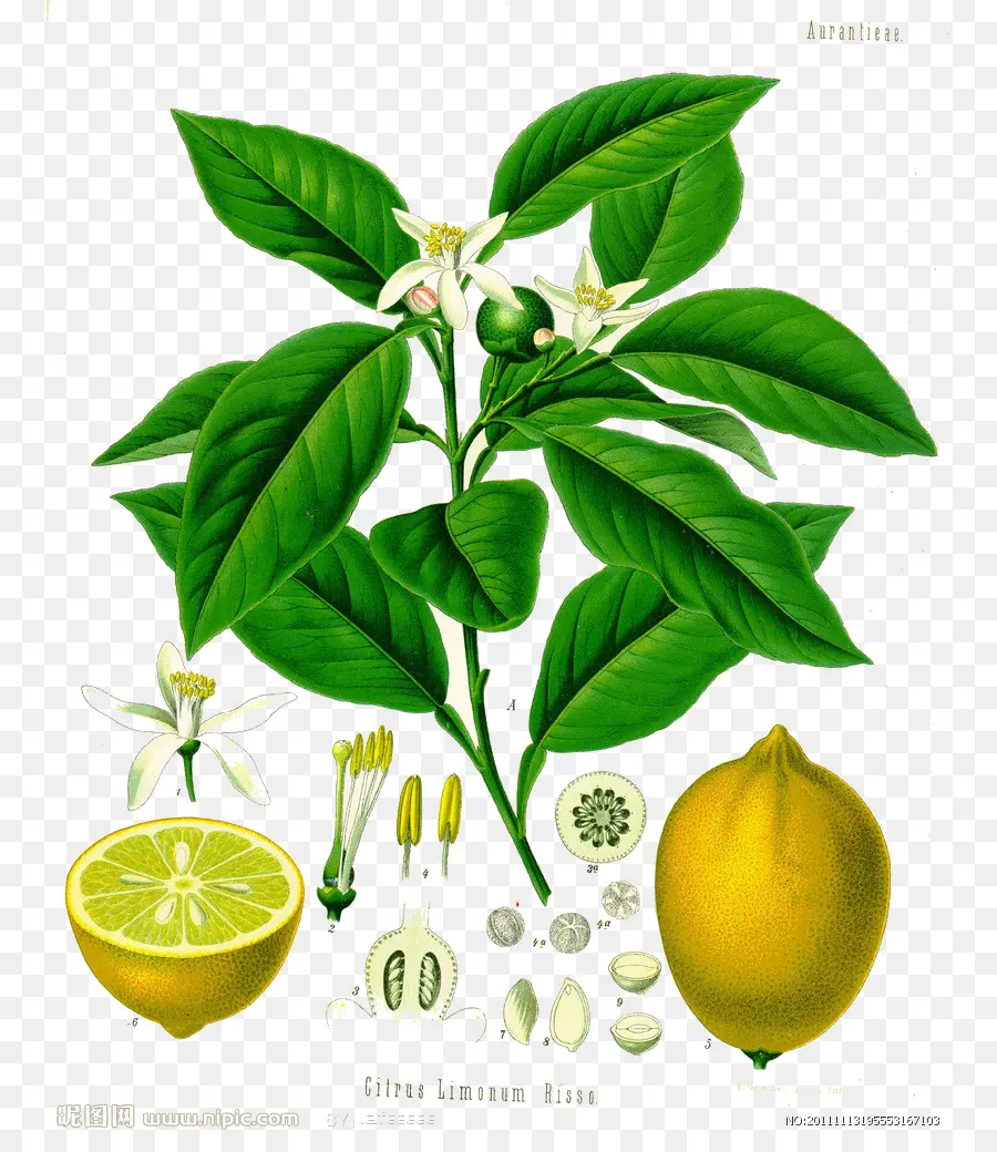 Planta De Pomelo，Hojas PNG