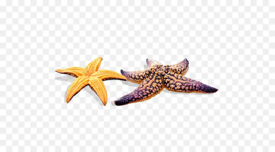 Estrella De Mar，Cartel PNG