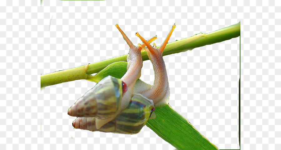 Caracol，Descargar PNG