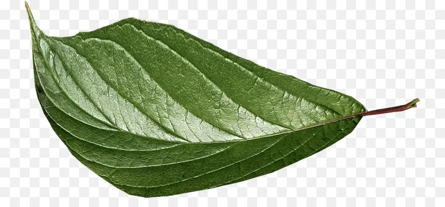 Hoja Verde，Planta PNG