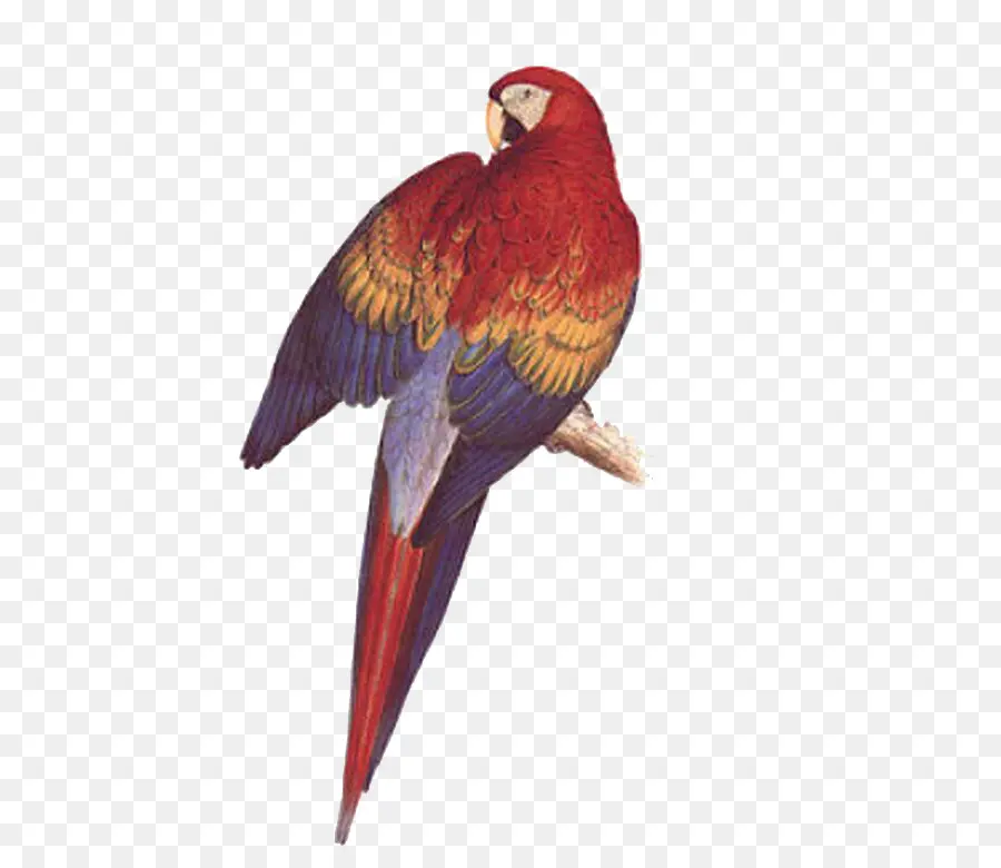 Ilustraciones De La Familia De Los Psittacidae O Loros，Parrot PNG