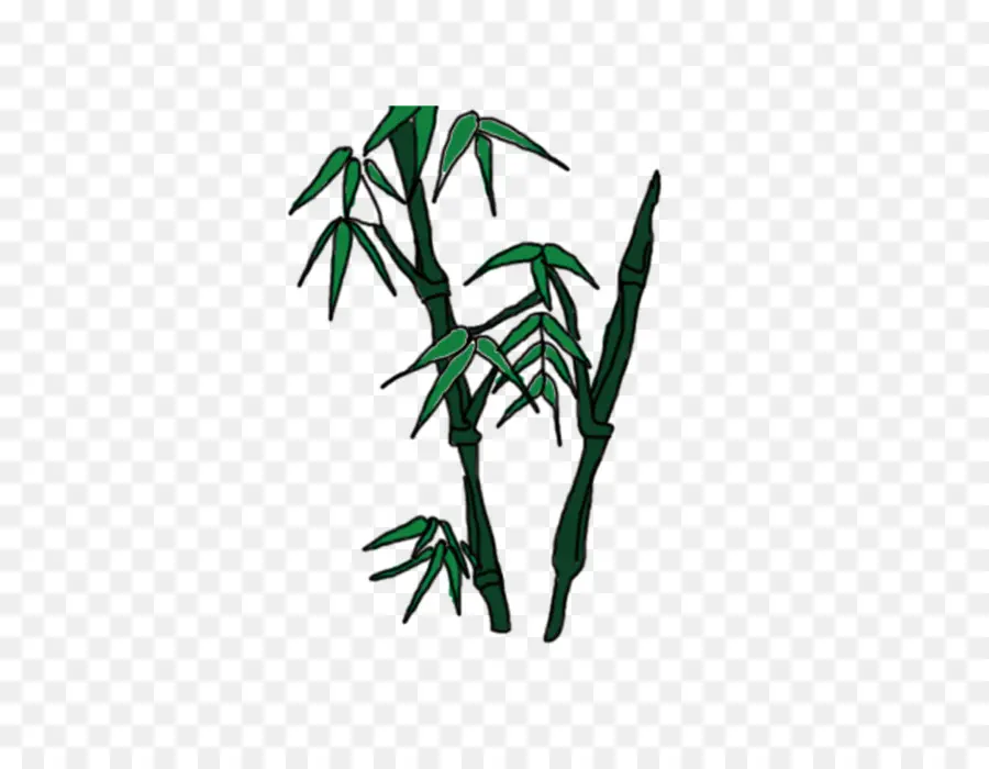 Bambú，Bambusa Oldhamii PNG