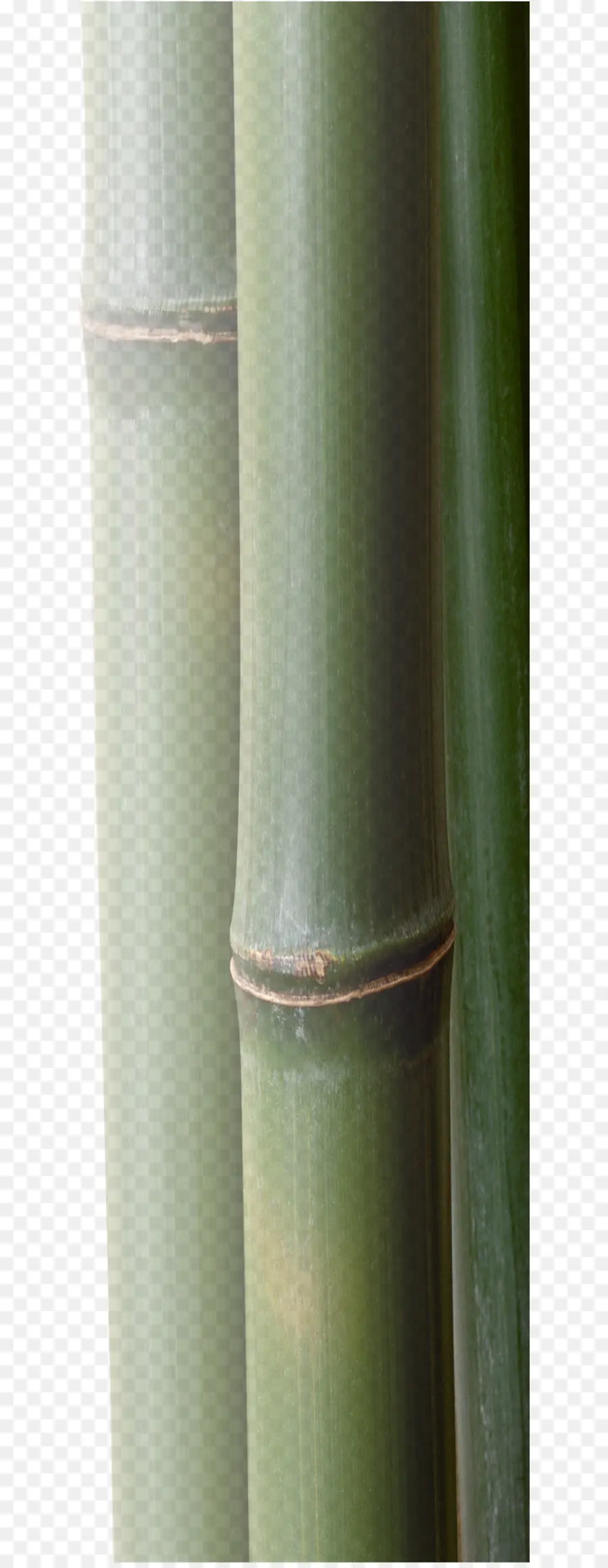 Tallo De La Planta，Cilindro PNG