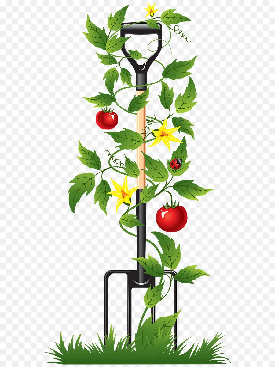 Tenedor De Jardín Con Planta De Tomate，Tomate PNG