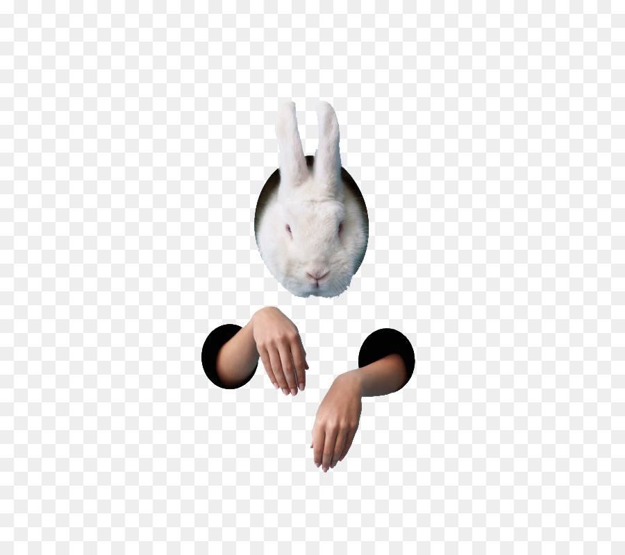 Conejo，Conejo De Pascua PNG