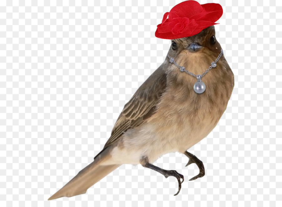 Pájaro，Pascua PNG