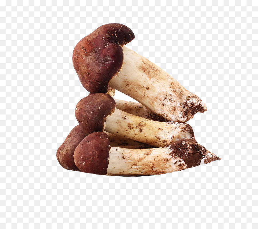 Agaricus Subrufescens，Seta Común PNG