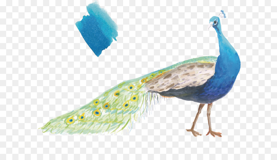 Pavo Real，Regalo PNG