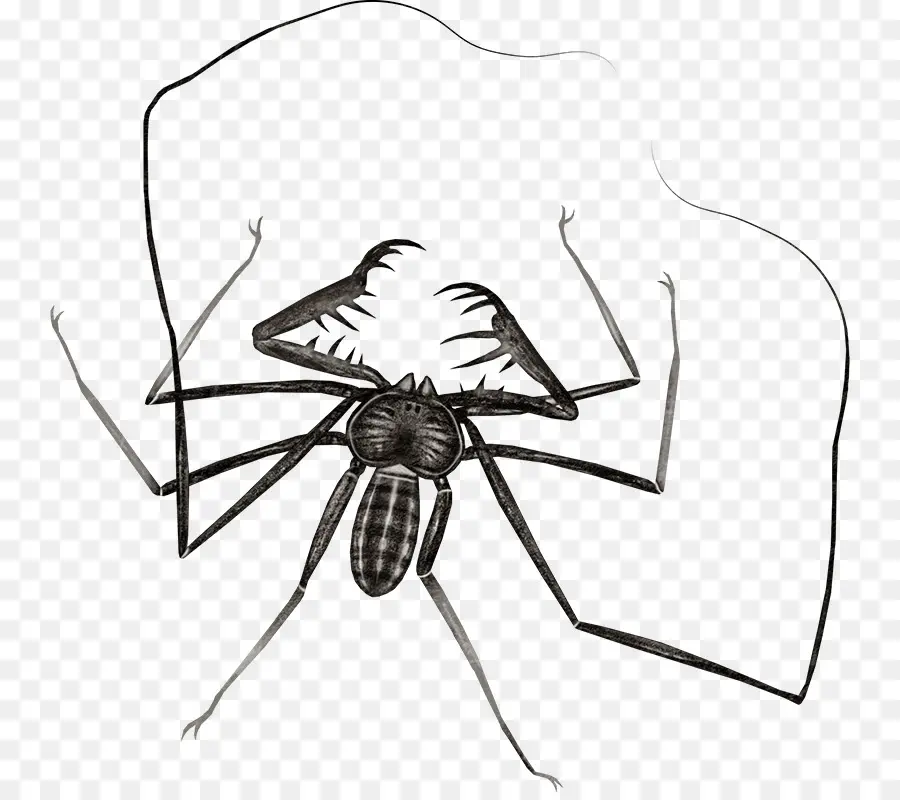 Araña，Web PNG