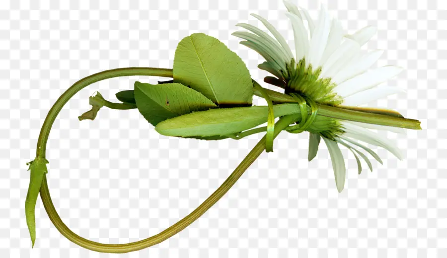 Crisantemo Indicum，Gratis PNG
