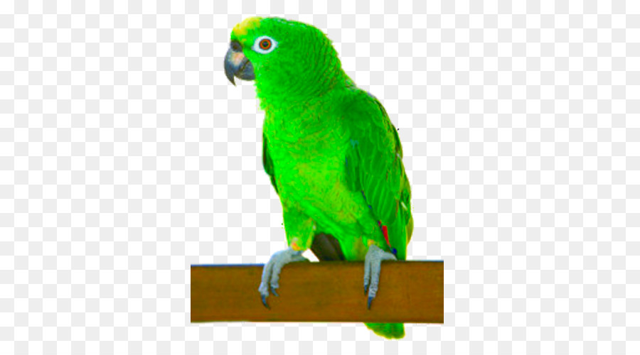 Loro Verde，Pájaro PNG