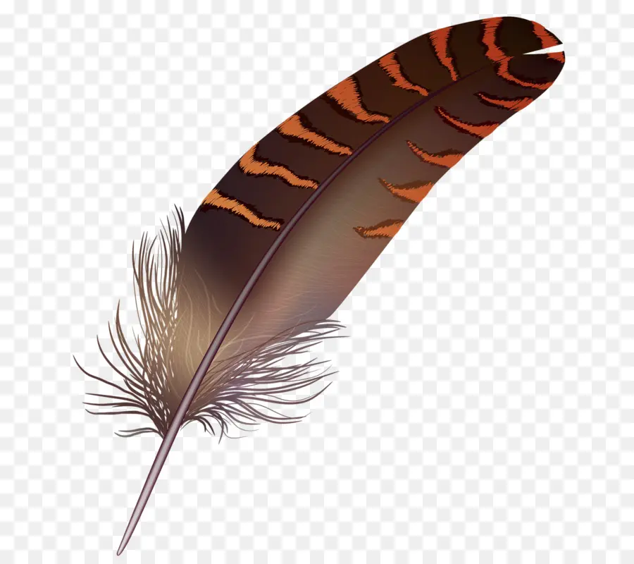 Pluma Rayada，Pájaro PNG