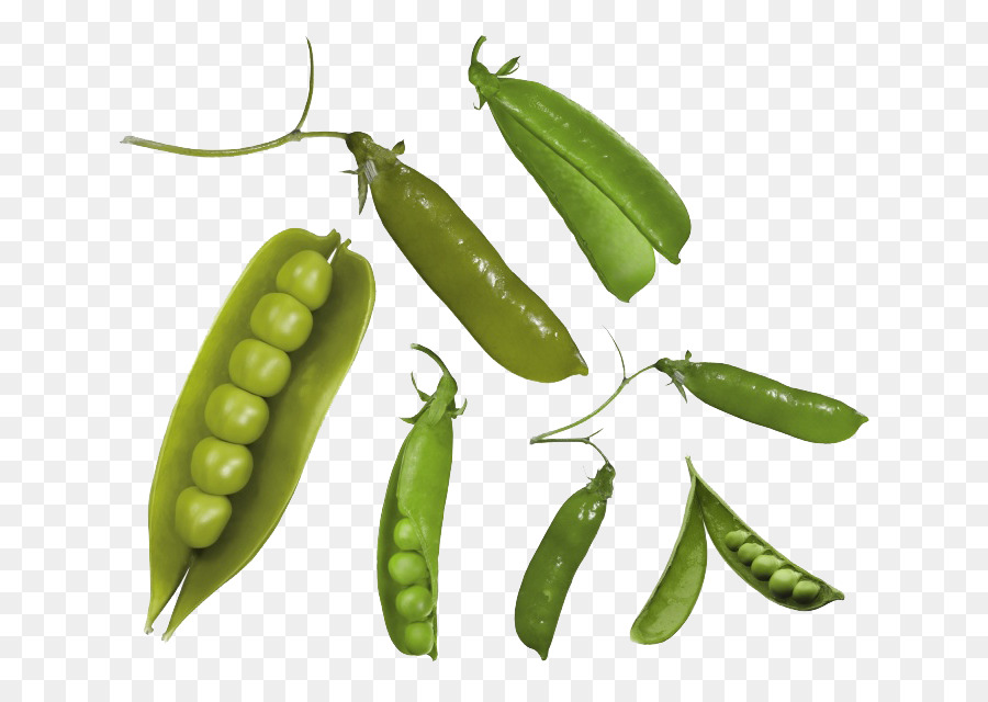 Guisantes，Pea PNG