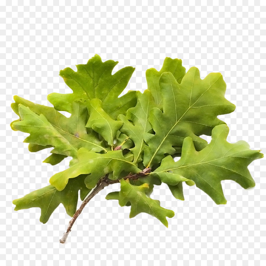 Descargar，Hoja PNG