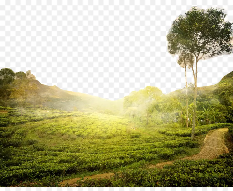 Plantación De Té，Verde PNG