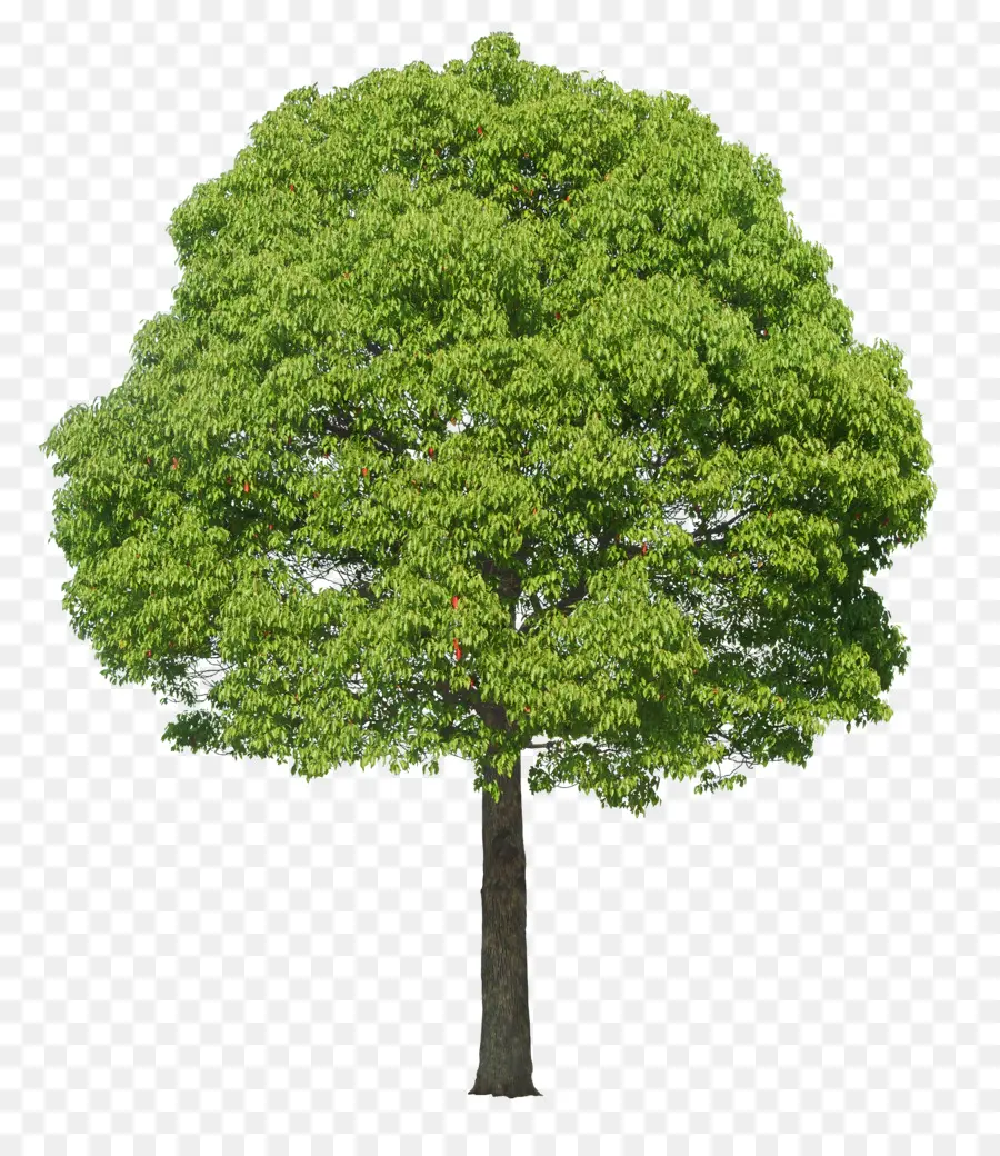 árbol，Planta PNG