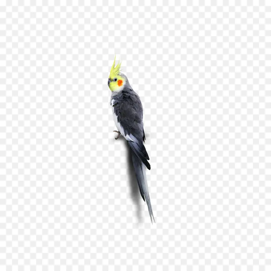 Cacatúa，Loro PNG