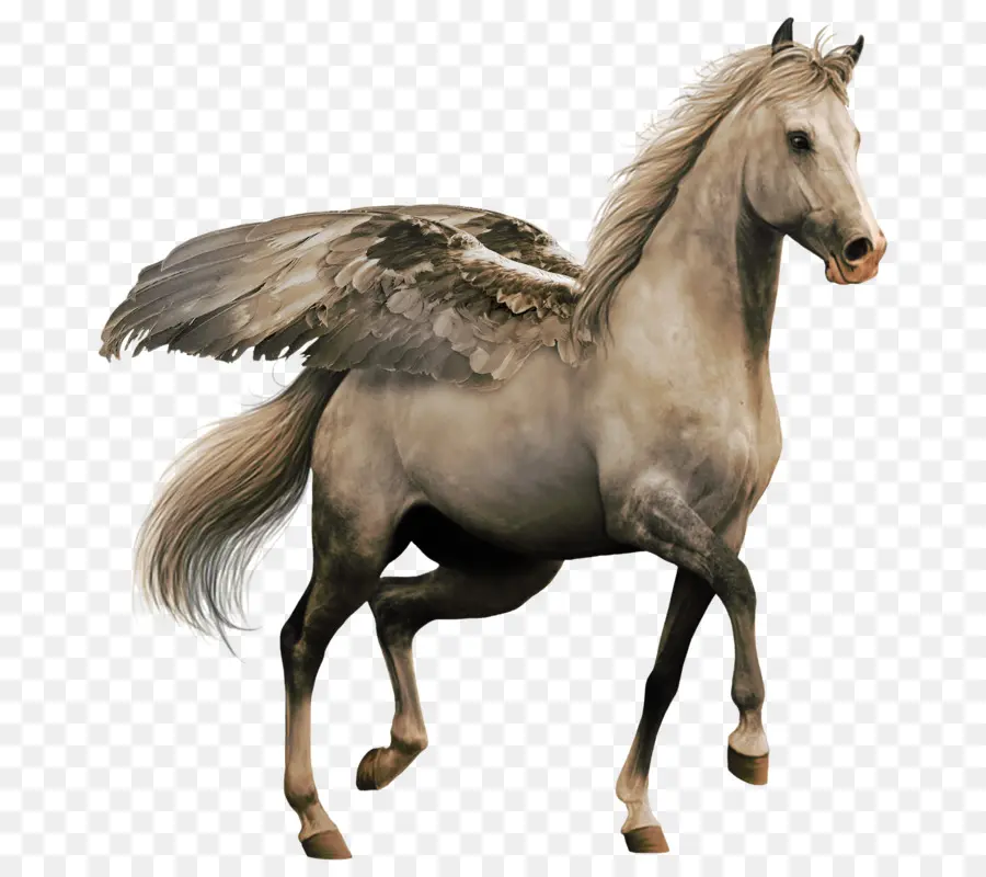 Caballo，Deviantart PNG