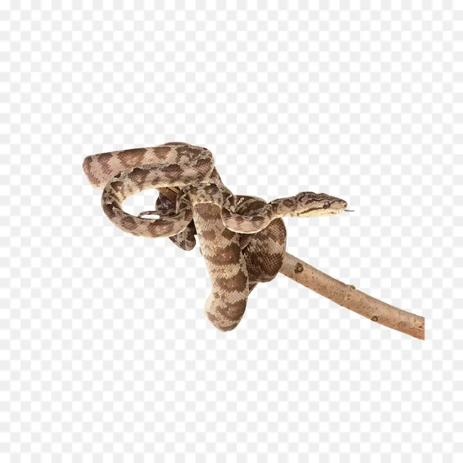 La Serpiente，Reptiles PNG