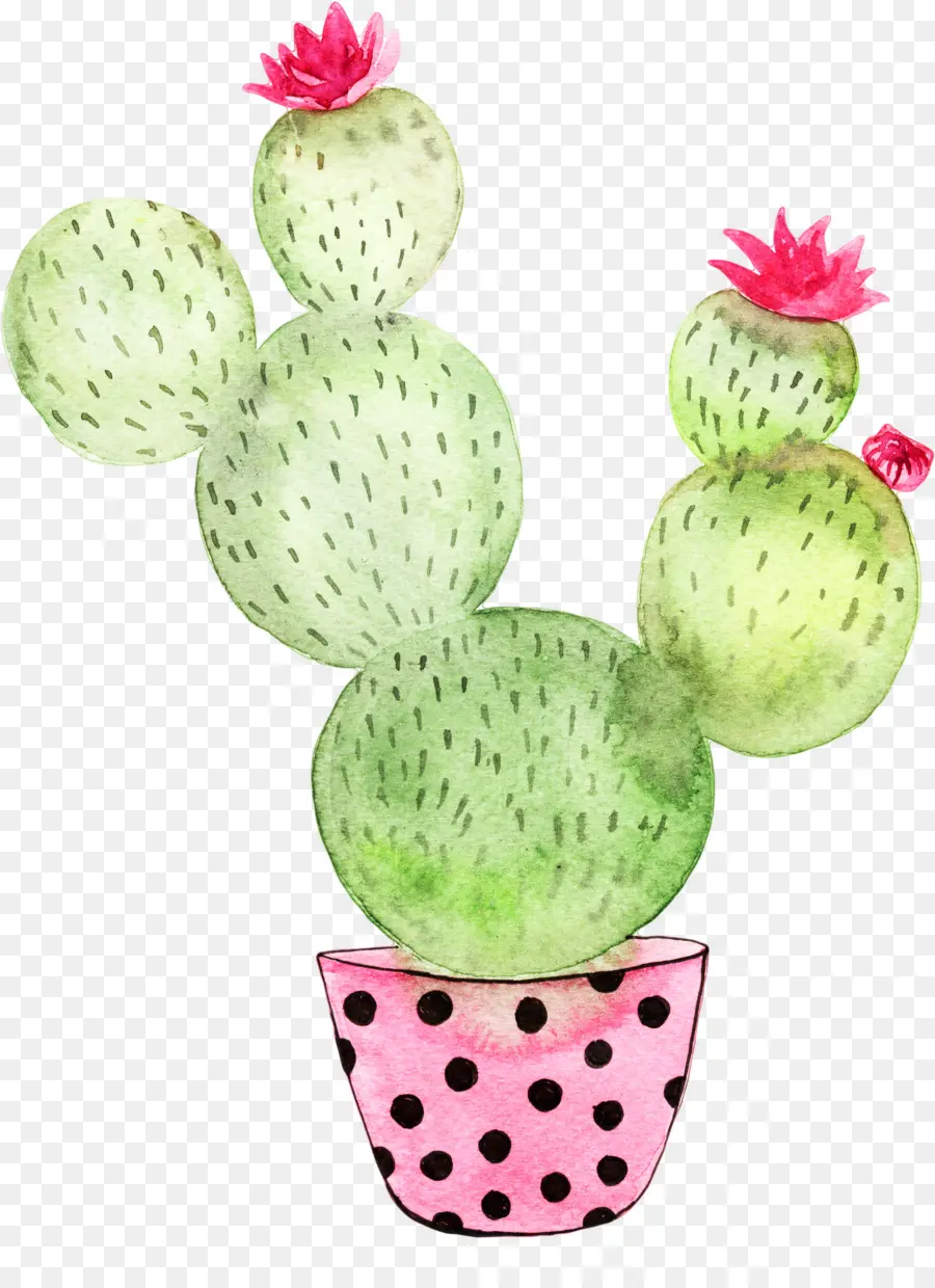 Cactaceae，Póster PNG