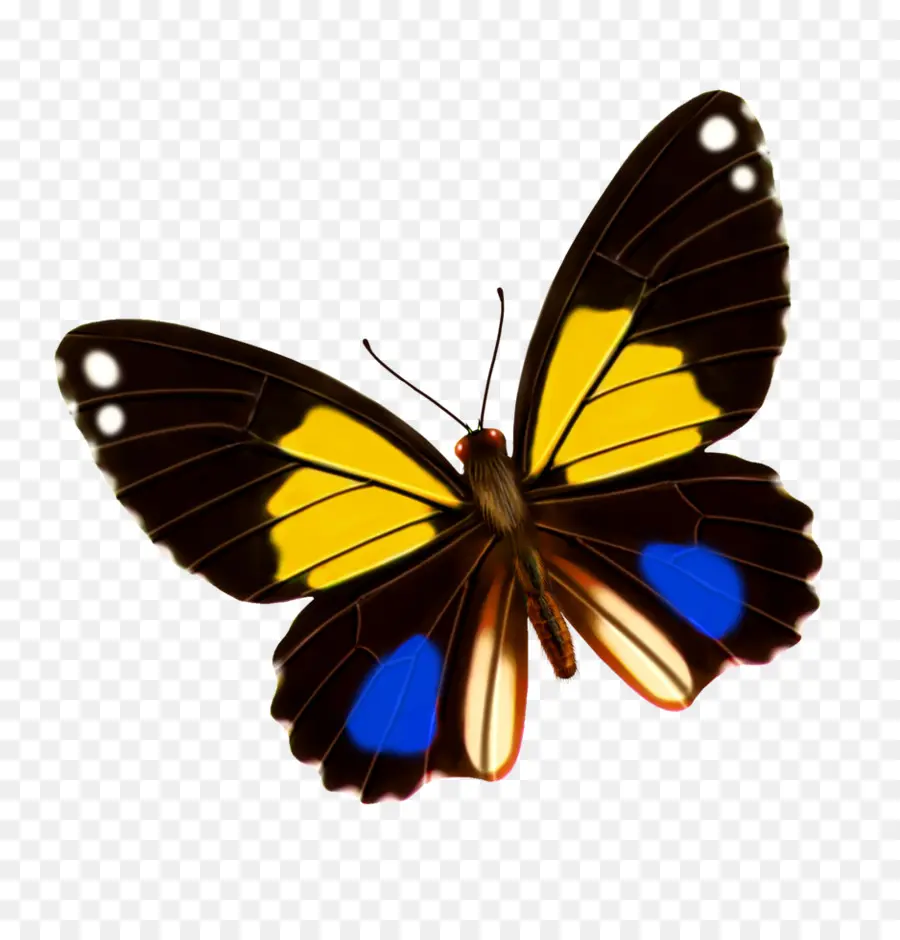 La Mariposa Monarca，Mariposa PNG