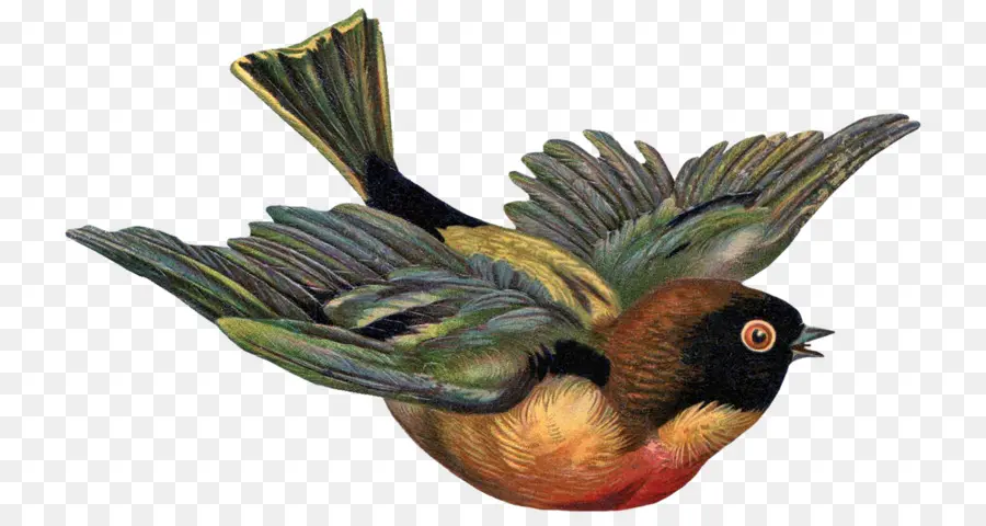 Pájaro Volador，Vistoso PNG