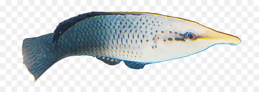 Los Peces，Peces De Aguas Profundas PNG