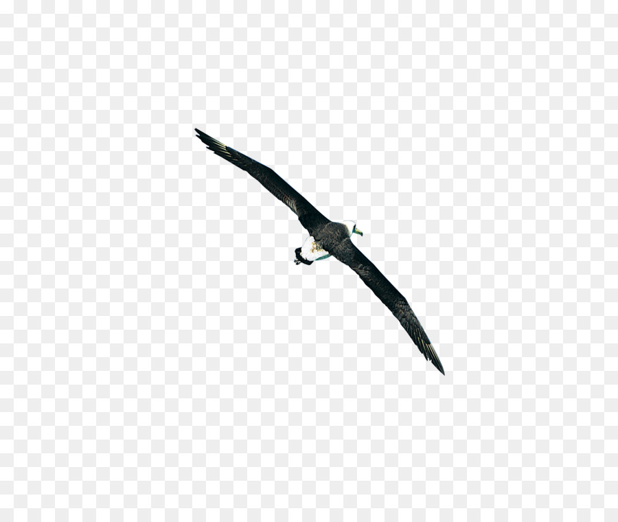 Pájaro，Vuelo PNG