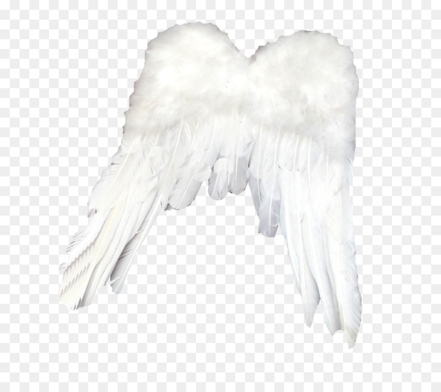 Alas De ángel Blanco，Plumas PNG