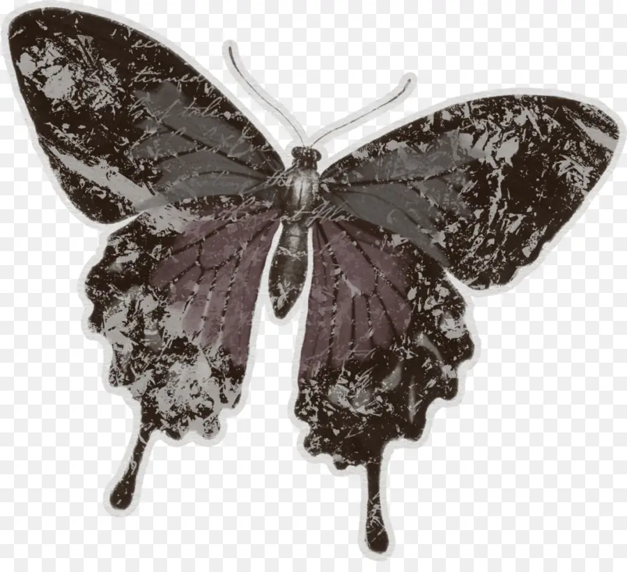 Mariposa，Insecto PNG