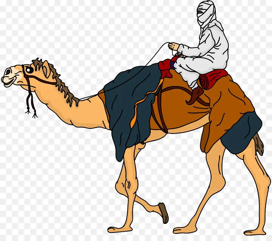 Camello Bactriano，Dromedario PNG