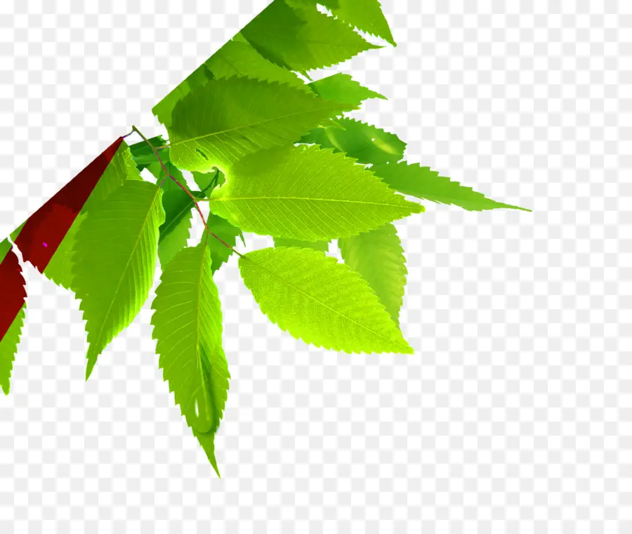 Hoja，Planta PNG