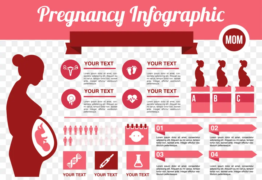 Infografía Del Embarazo，Mujer Embarazada PNG