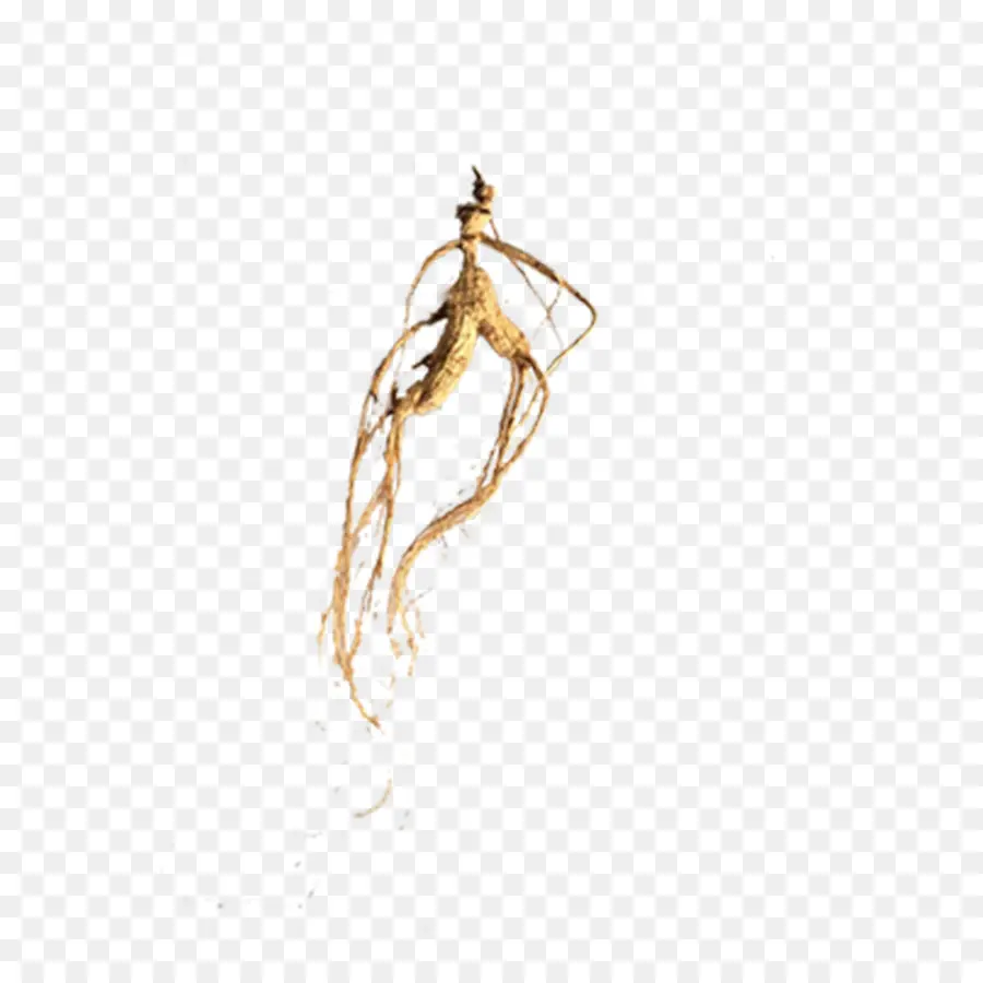 Raíz De Ginseng，Hierba PNG