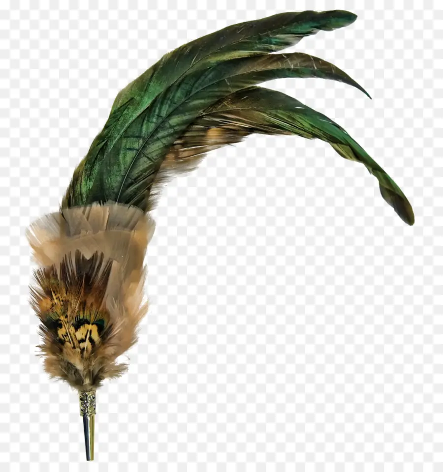 Pluma，Pájaro PNG