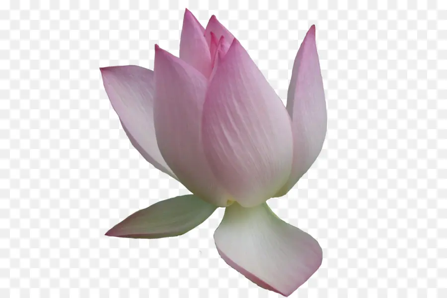 Nelumbo Nucifera，Blog PNG