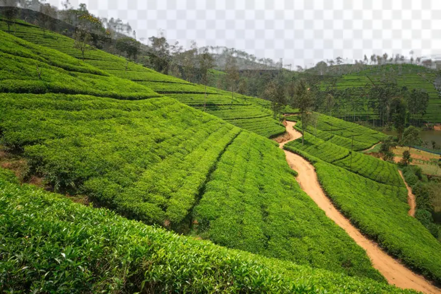 Té，Jardín De Té PNG