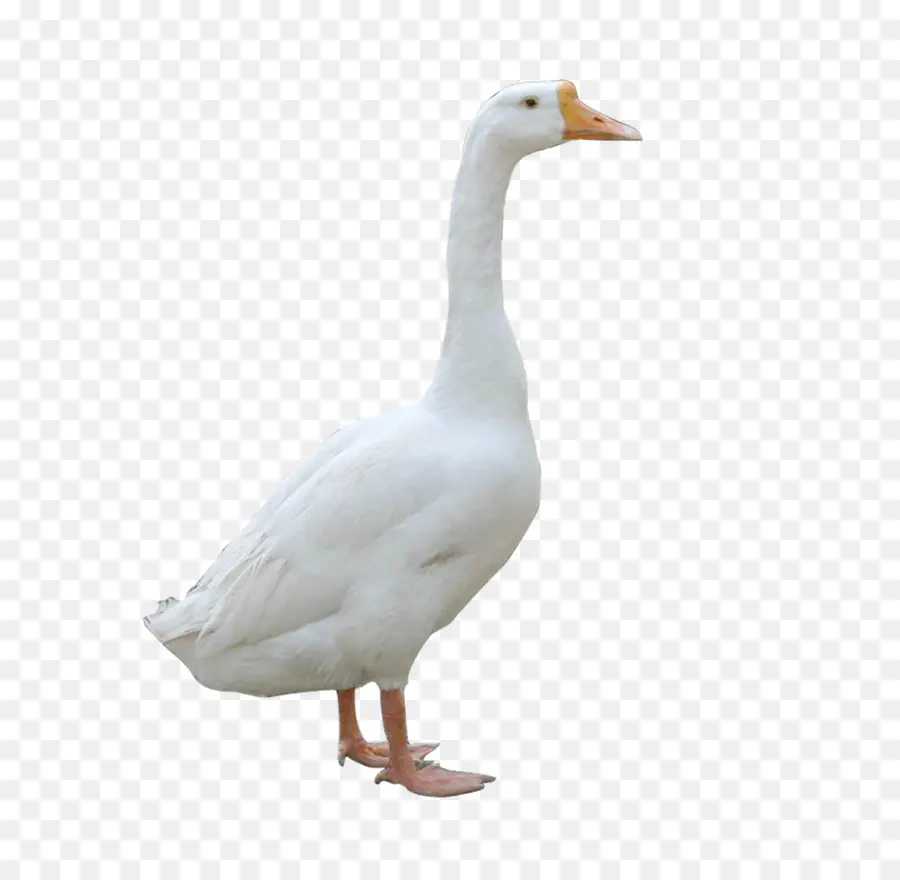 Ganso，Pato PNG