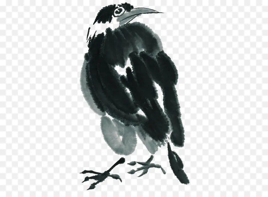 Pájaro Negro，Plumas PNG