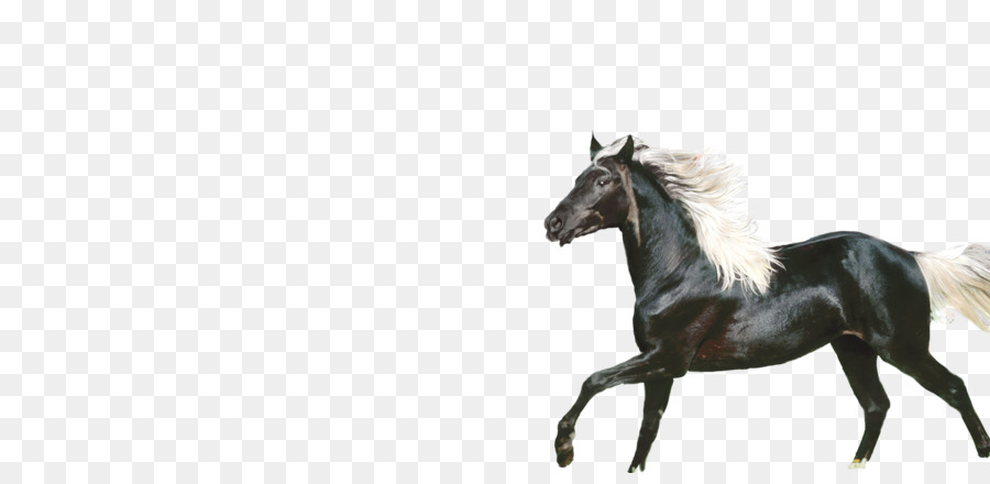 Caballo Negro，Caballo PNG