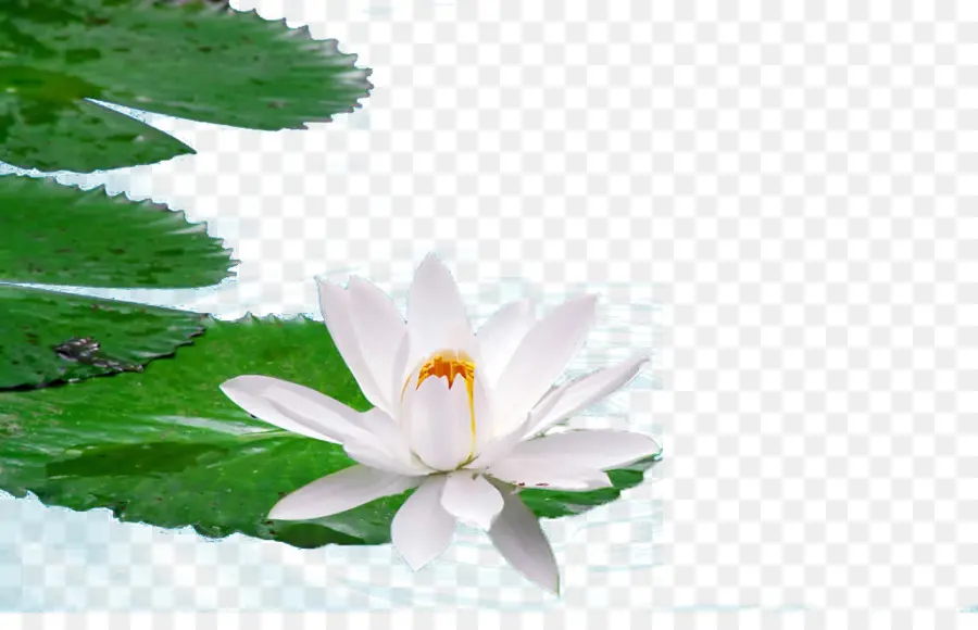 Egipcio De Lotus，Nelumbo Nucifera PNG