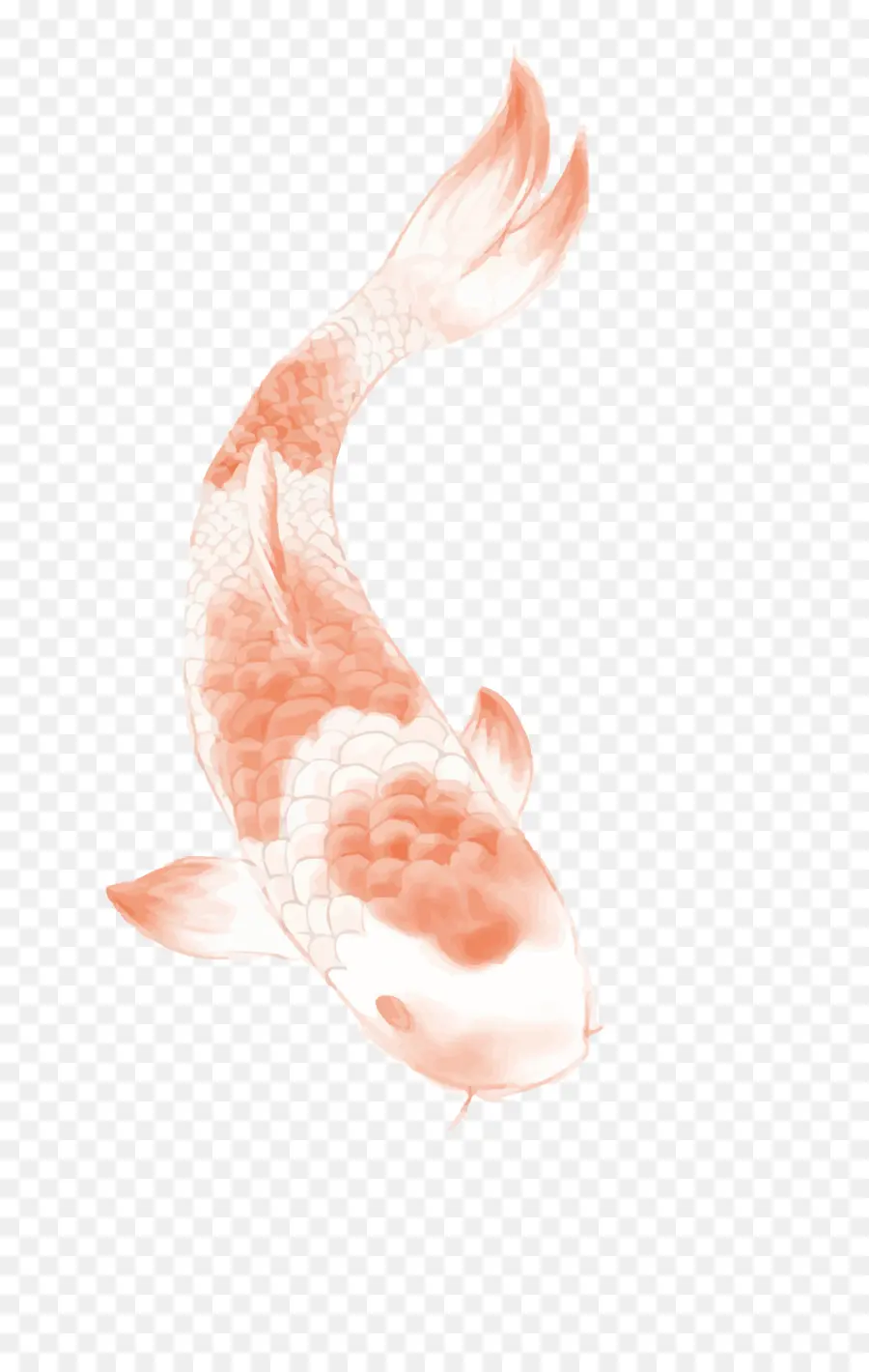 Koi，Mariposa Koi PNG