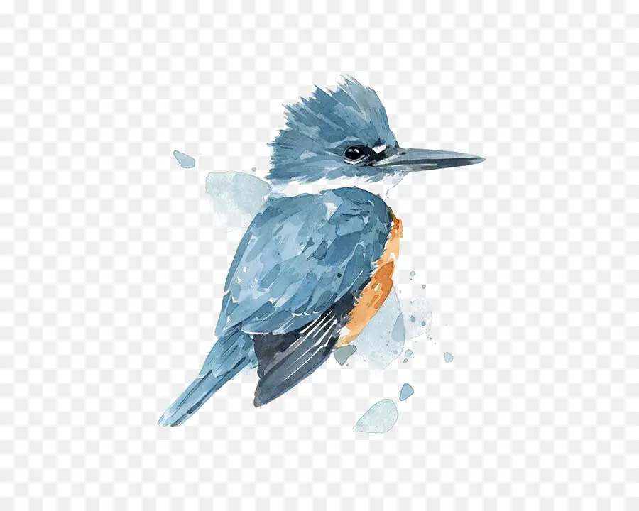 Pintura A La Acuarela，Kingfisher PNG