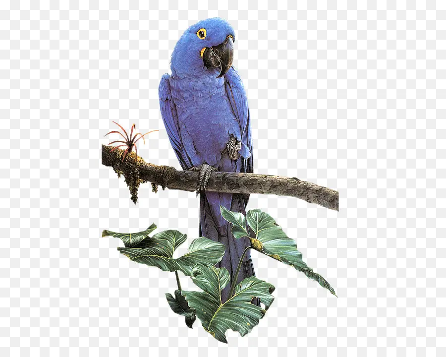 Parrot，Pájaro PNG